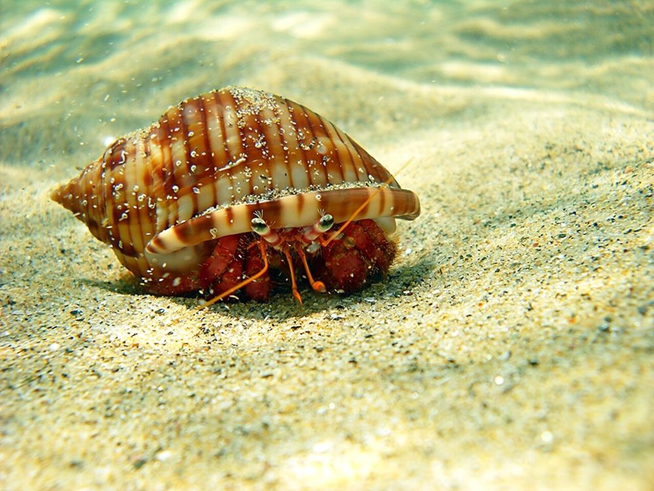 Hermit-crab-under-water-sea-photo Poster Print by Enzo Pace - Item # VARPDXPAEN103